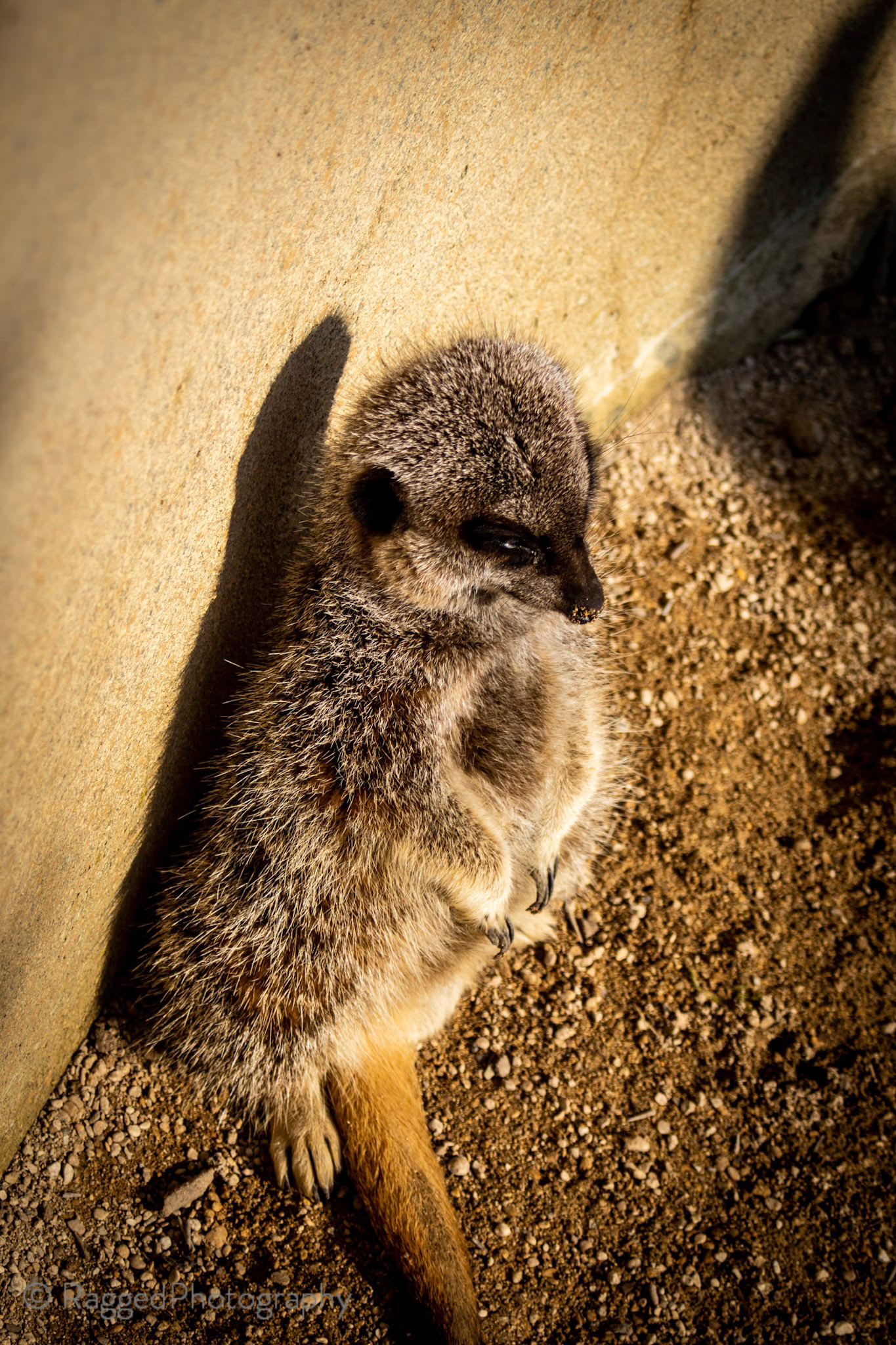 Chilling meerkat