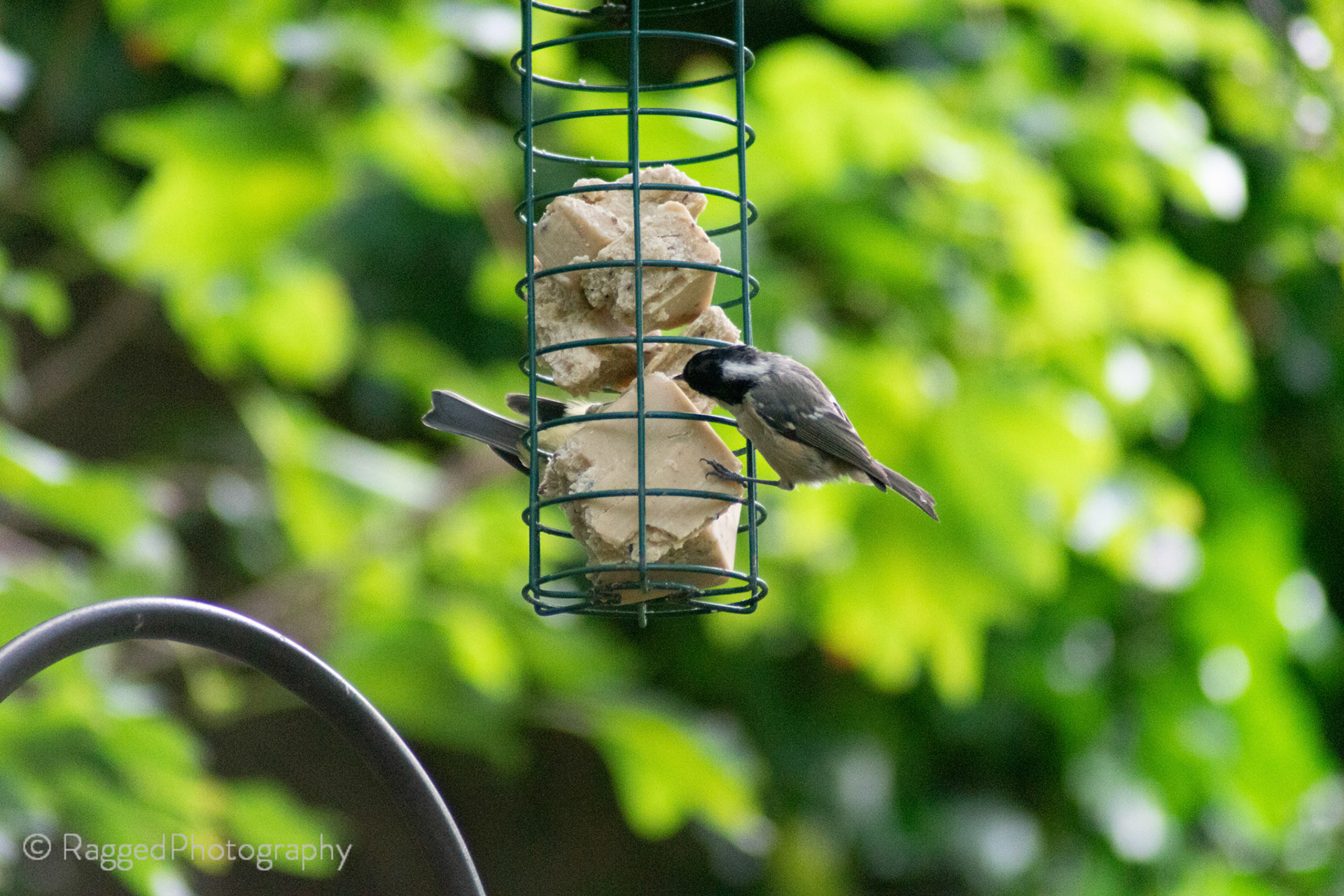 Bird on feeder
