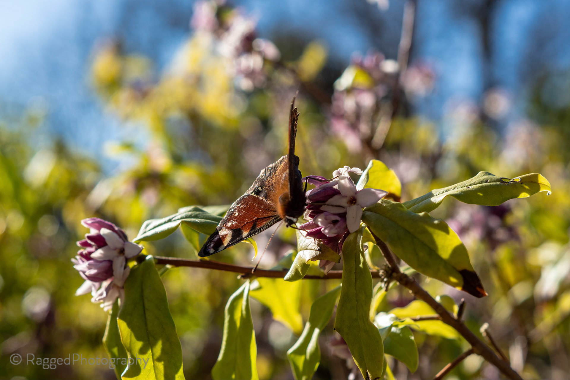 Butterfly in the sun