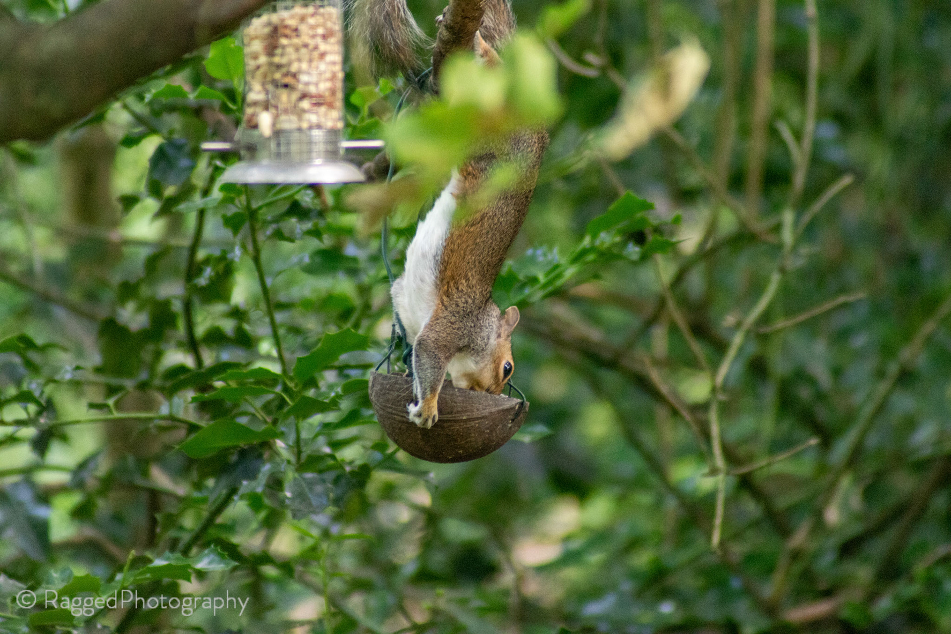 Squirrel on feeder