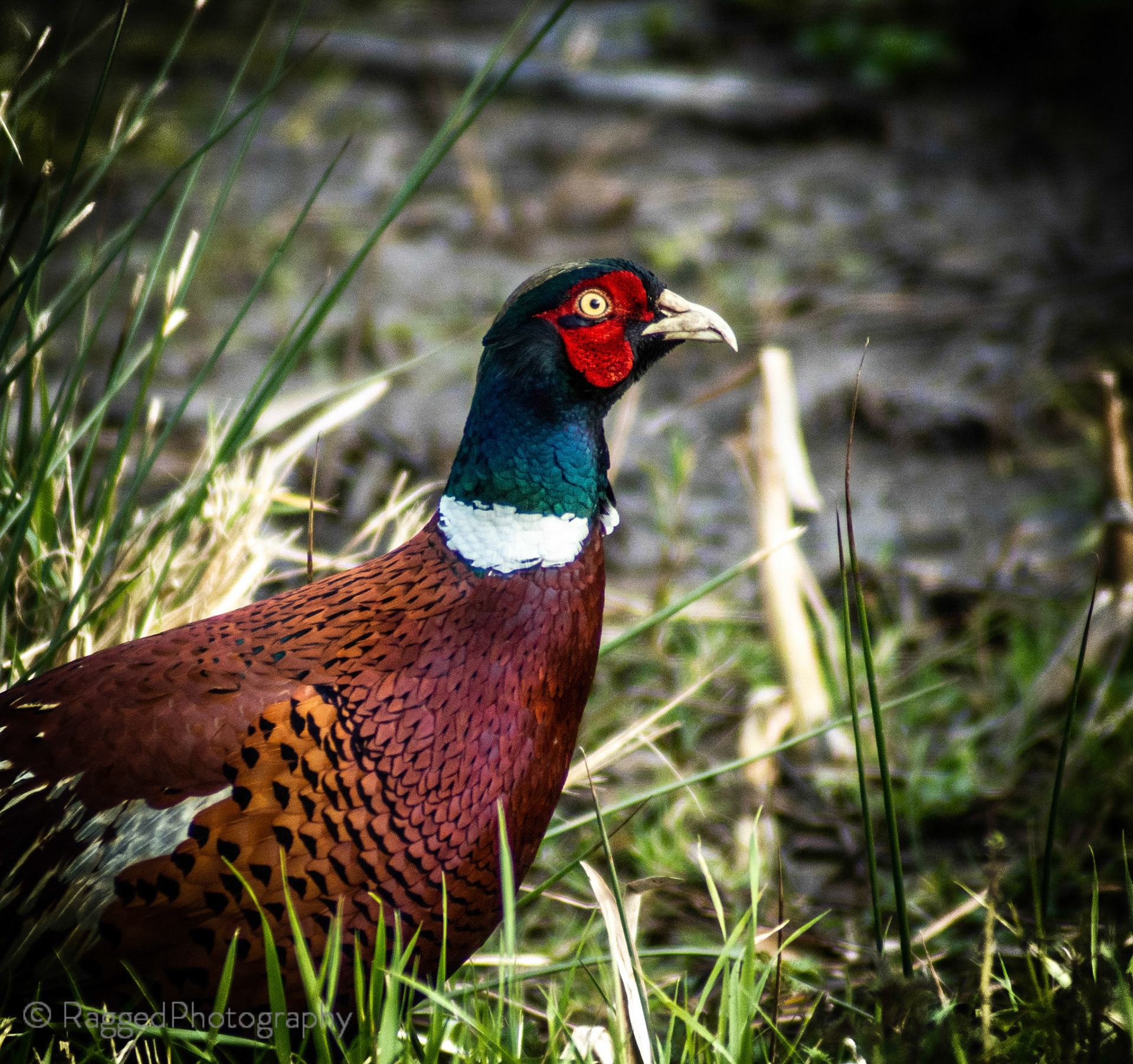 Pheasant walking by