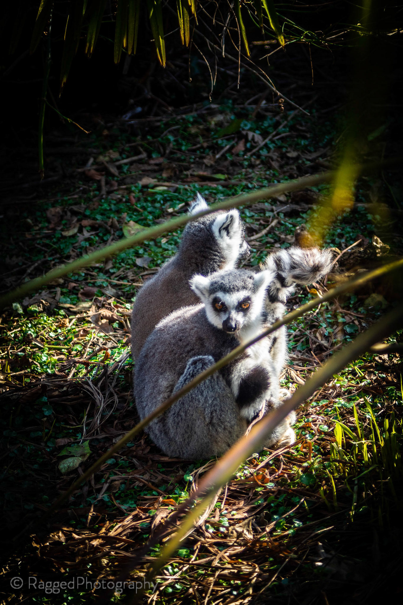 Basking lemurs
