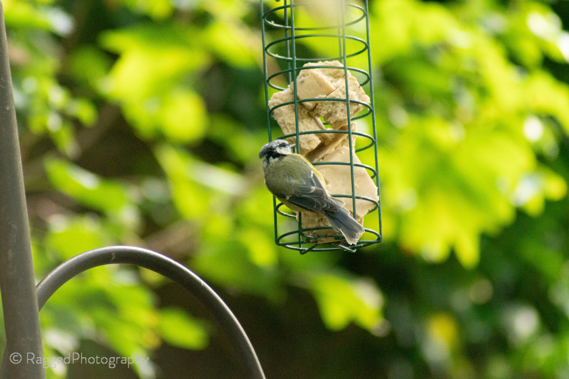 Bird on feeder