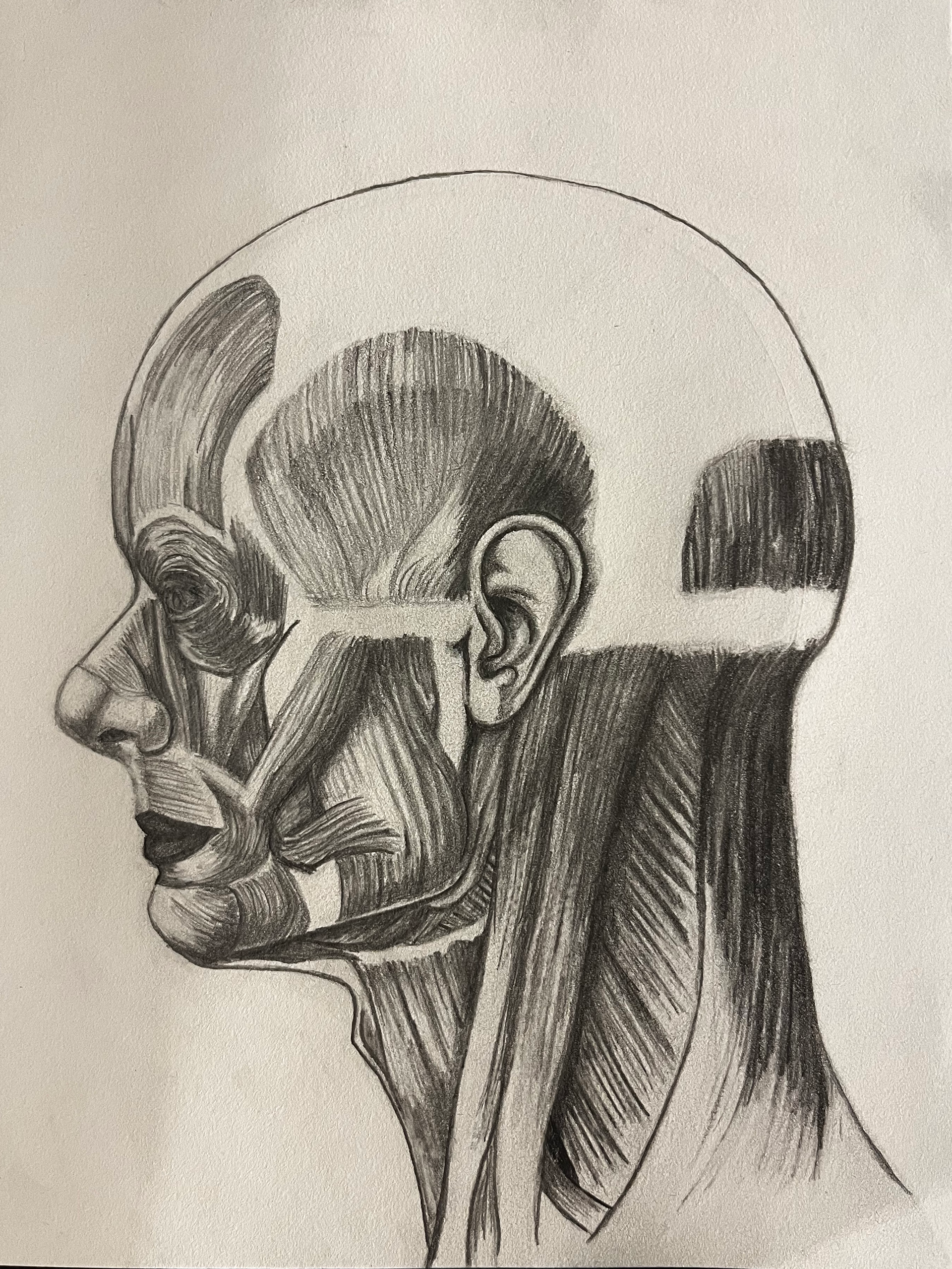 Drawing created with different graphite pencils on sketchbook paper. The purpose of the drawing was to create from a picture reference.