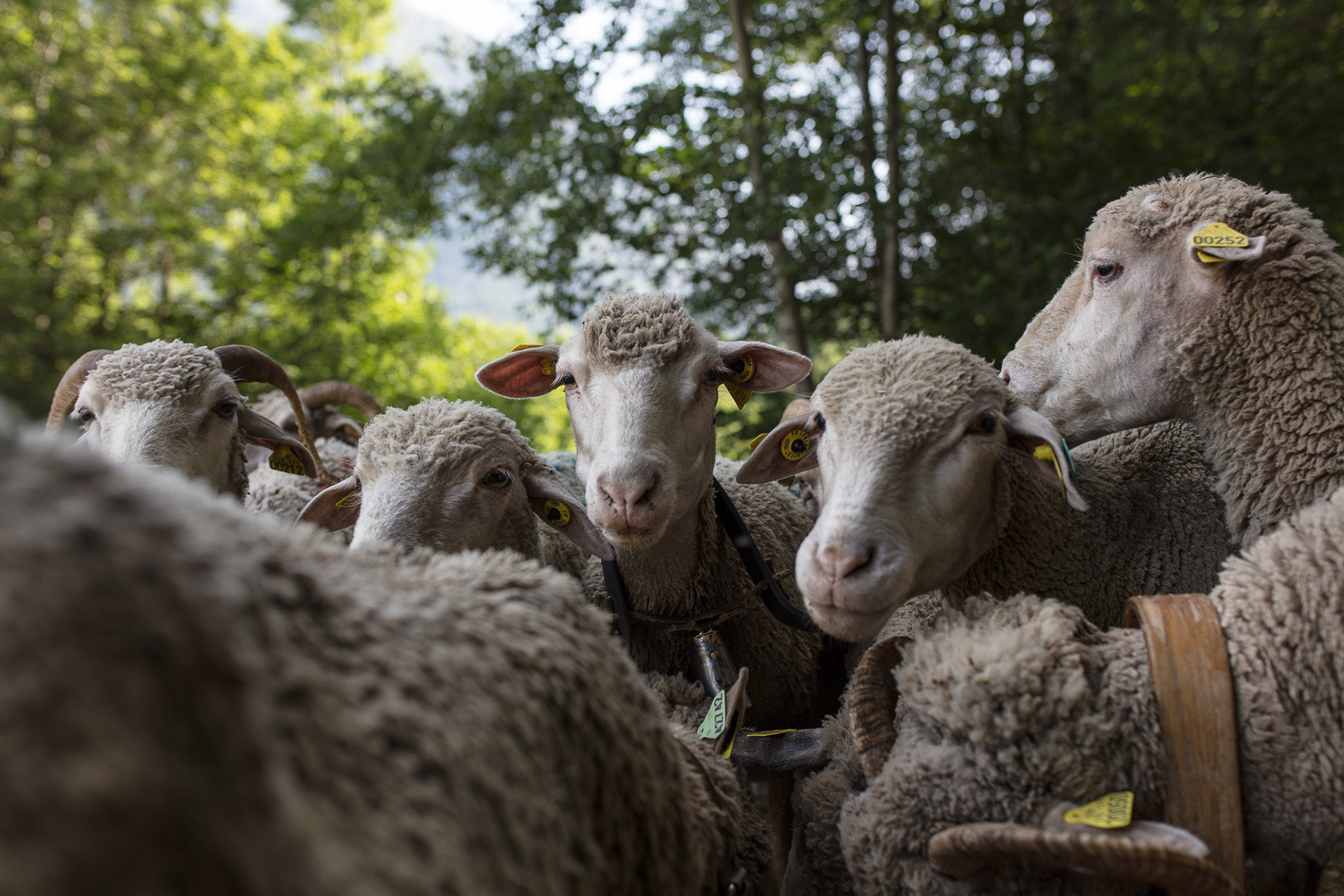 Ferme auberge les Clarines