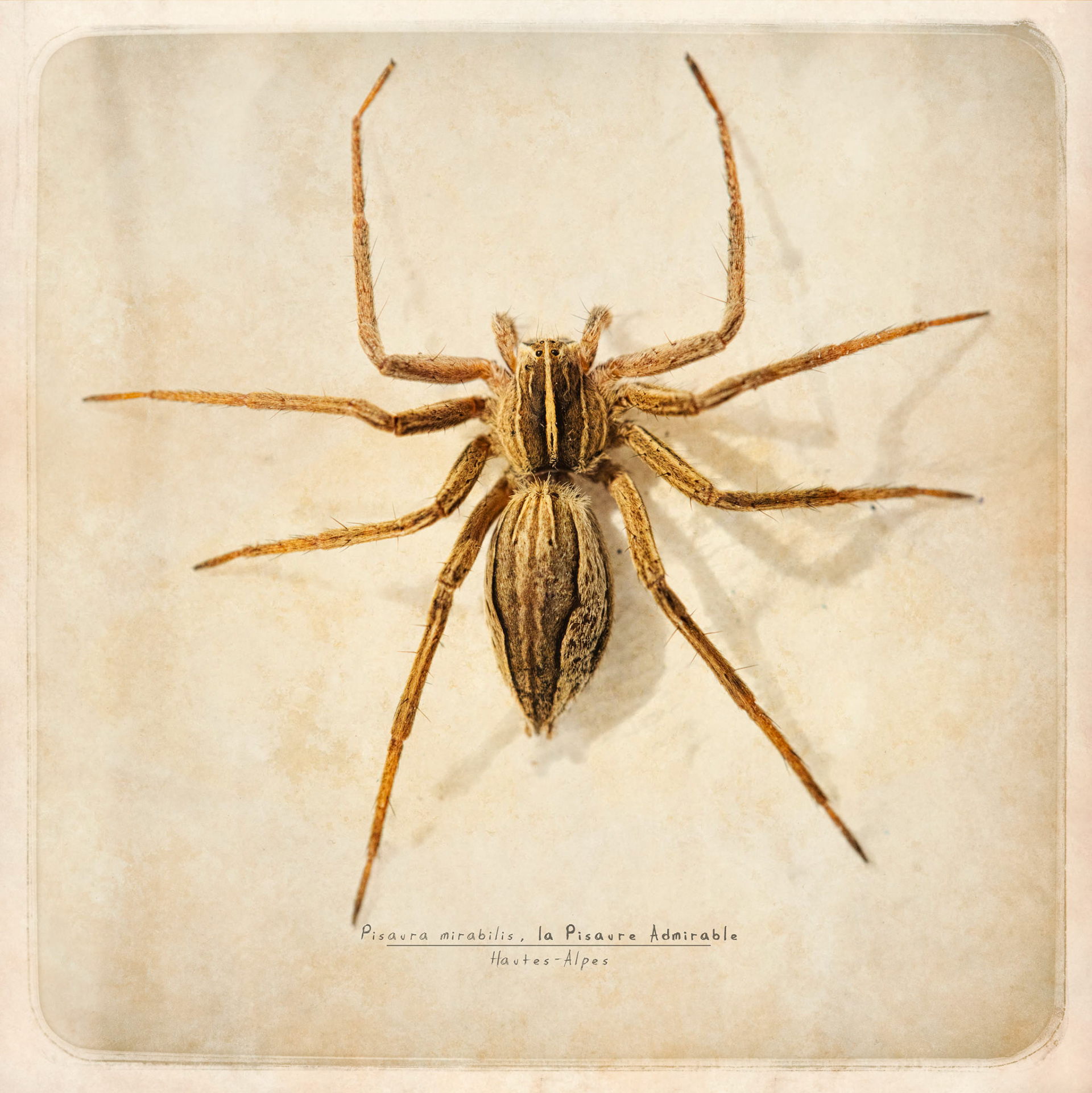 Pisaura mirabilis, la Pisaure Admirable