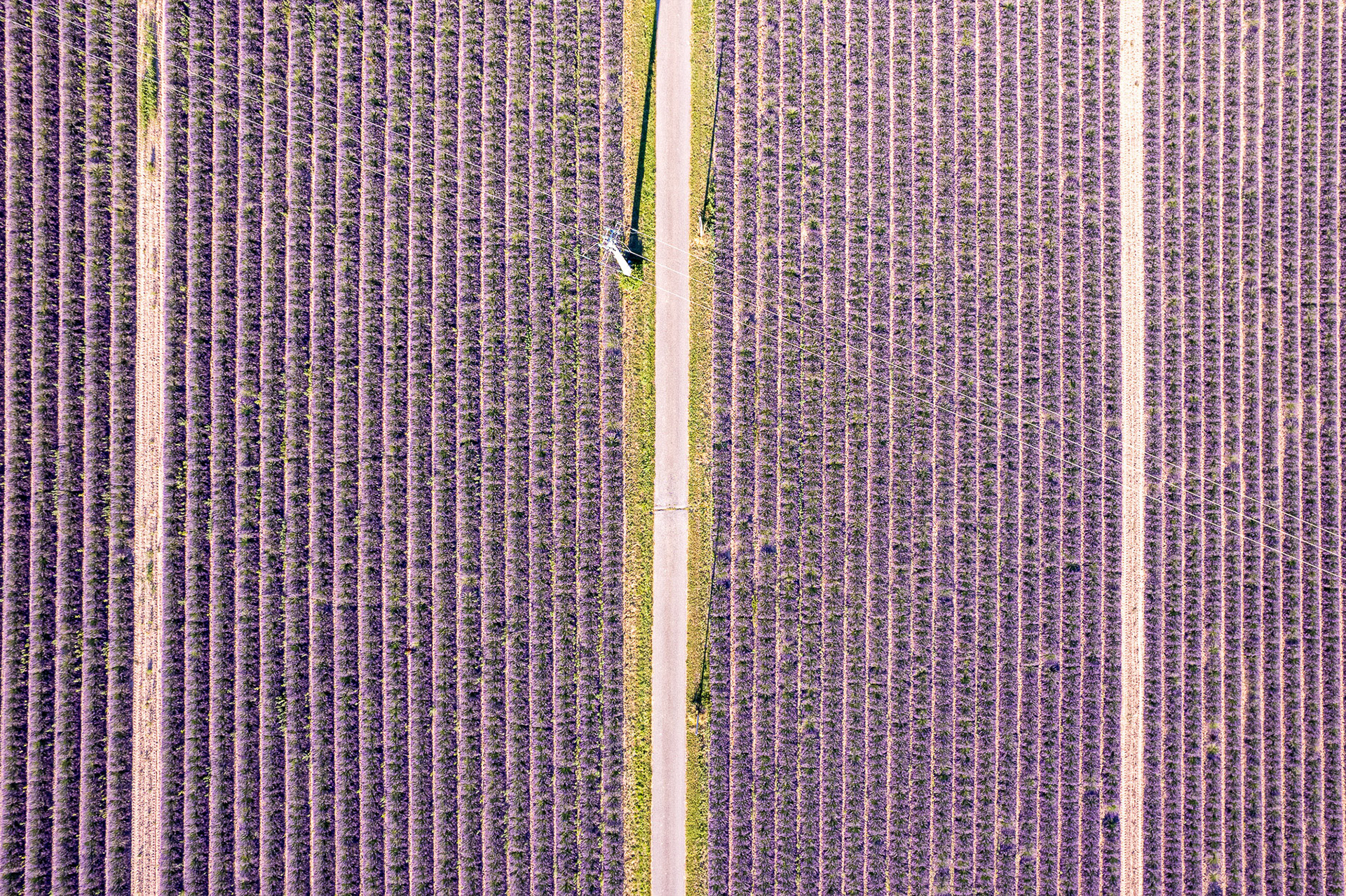 Champs de lavande à Curbans