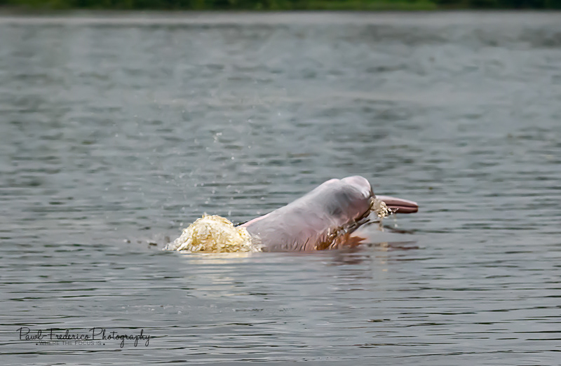 Amazonian Pink River Dolphin