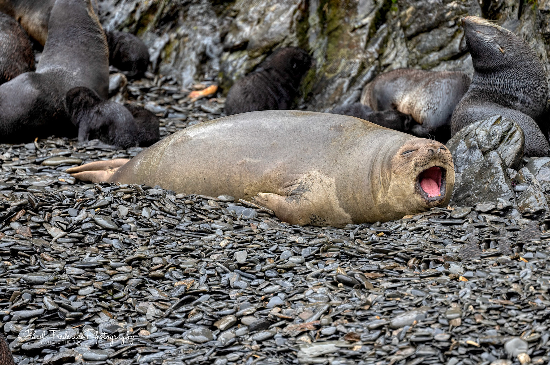 It's Tiring to Be an Elephant Seal - S. Georgia Island