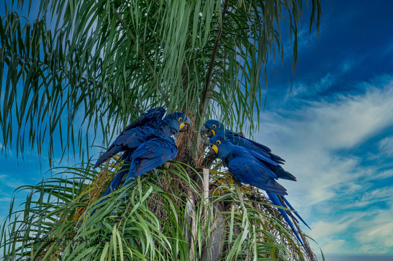 Hyacinth Macaws Nesting - Brazil