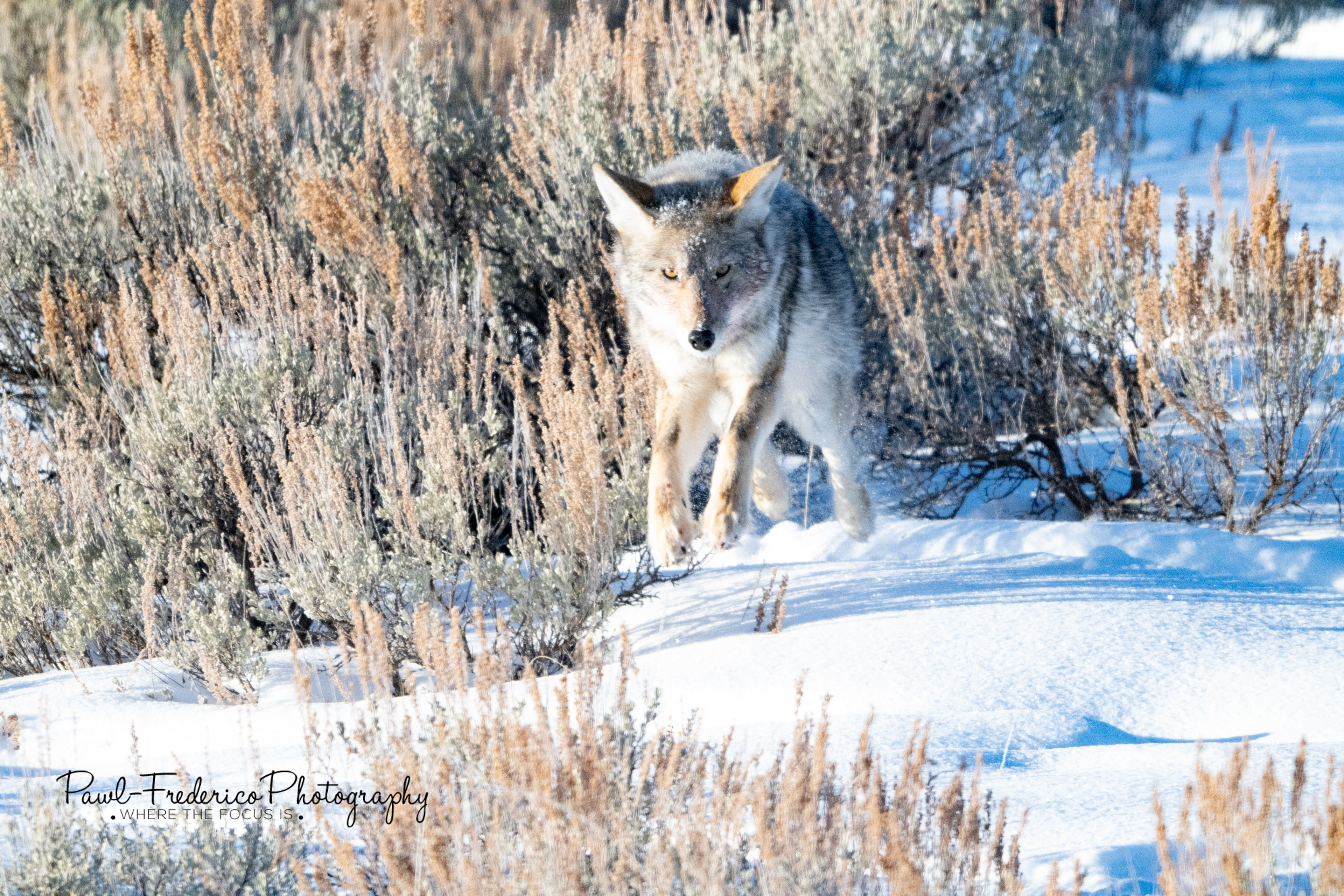 Coyote Jump