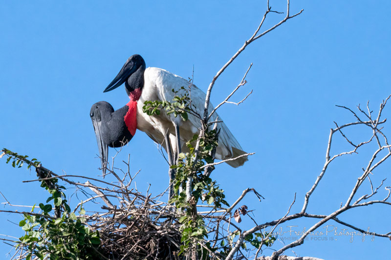 Jabiru Stork - Brazil