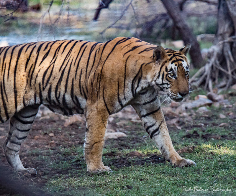 The Elusive Bengal Tiger - Ranthambore, India
