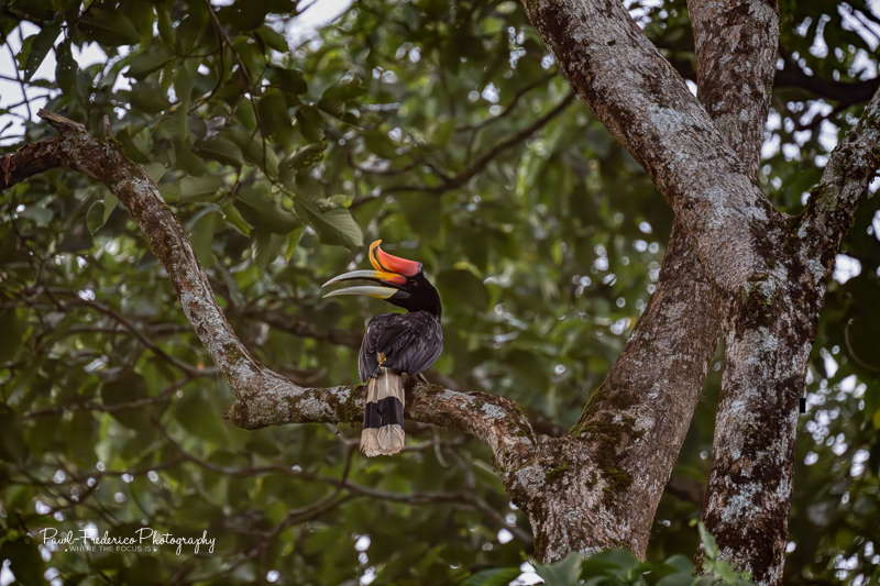 Rhinoceros Hornbill