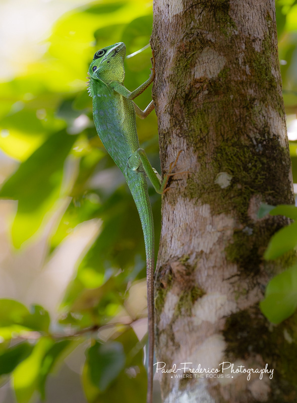 Green Crested Lizard