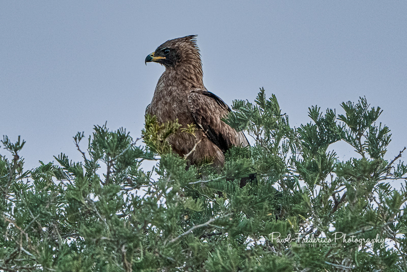 Juvenile Long-crested Eagle