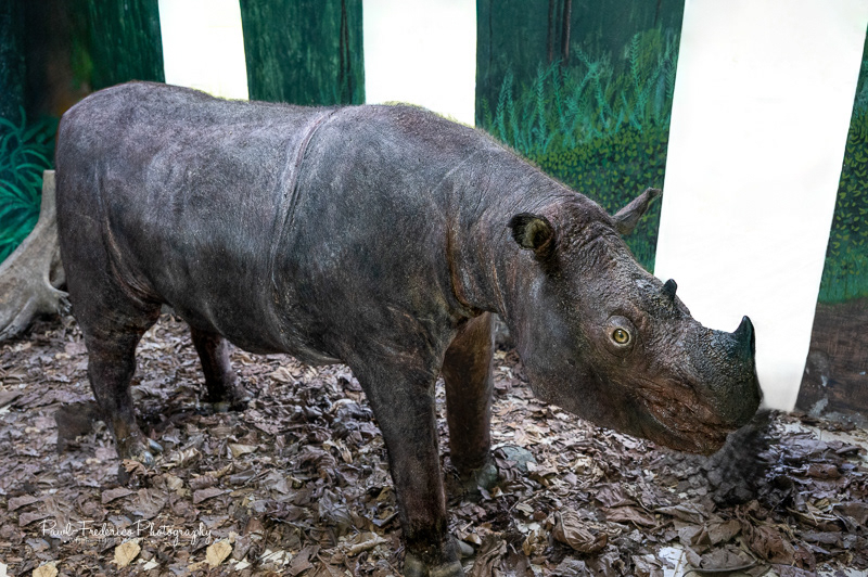 The Last Sumatran Rhino in Borneo - DOD 2019