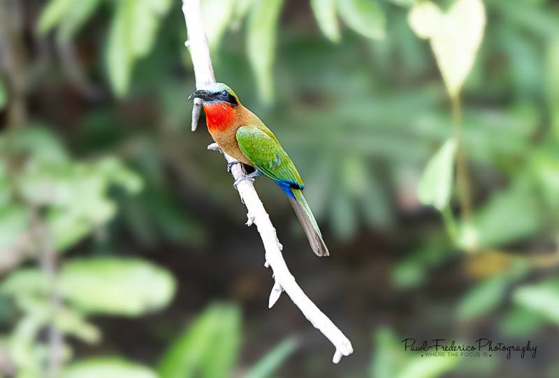 Red-throated Bee Eater
