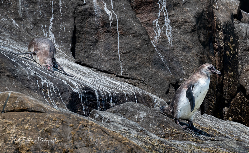 Slip Slidin' Away - Peru