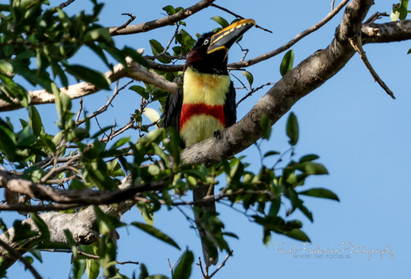 Chestnut-eared Aracari - Brazil