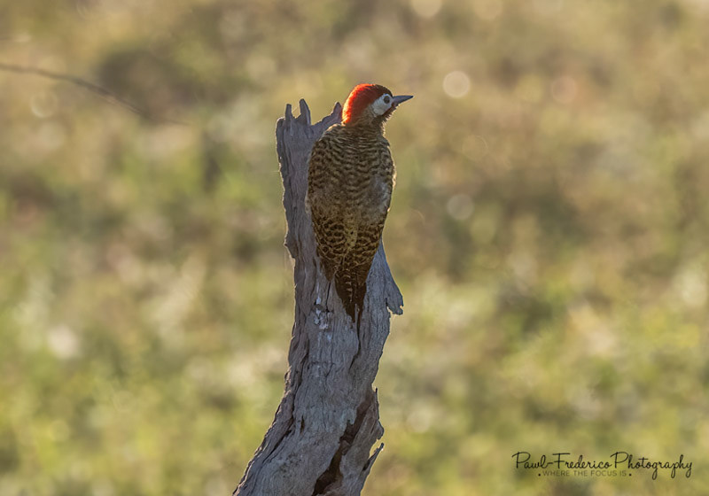 Male Green-barred Woodpecker - Brazil