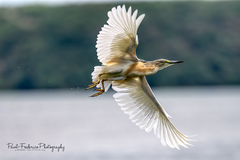 Squacco Heron