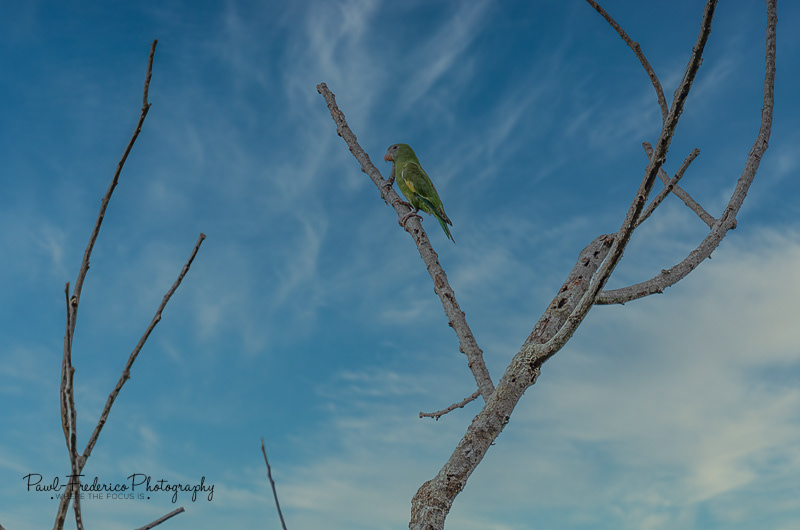 White-winged Parakeet - Peruvian Amazon