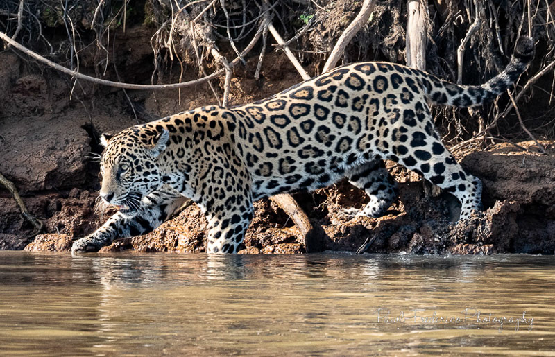 Crossings - Jaguar, Pantanal, Brazil