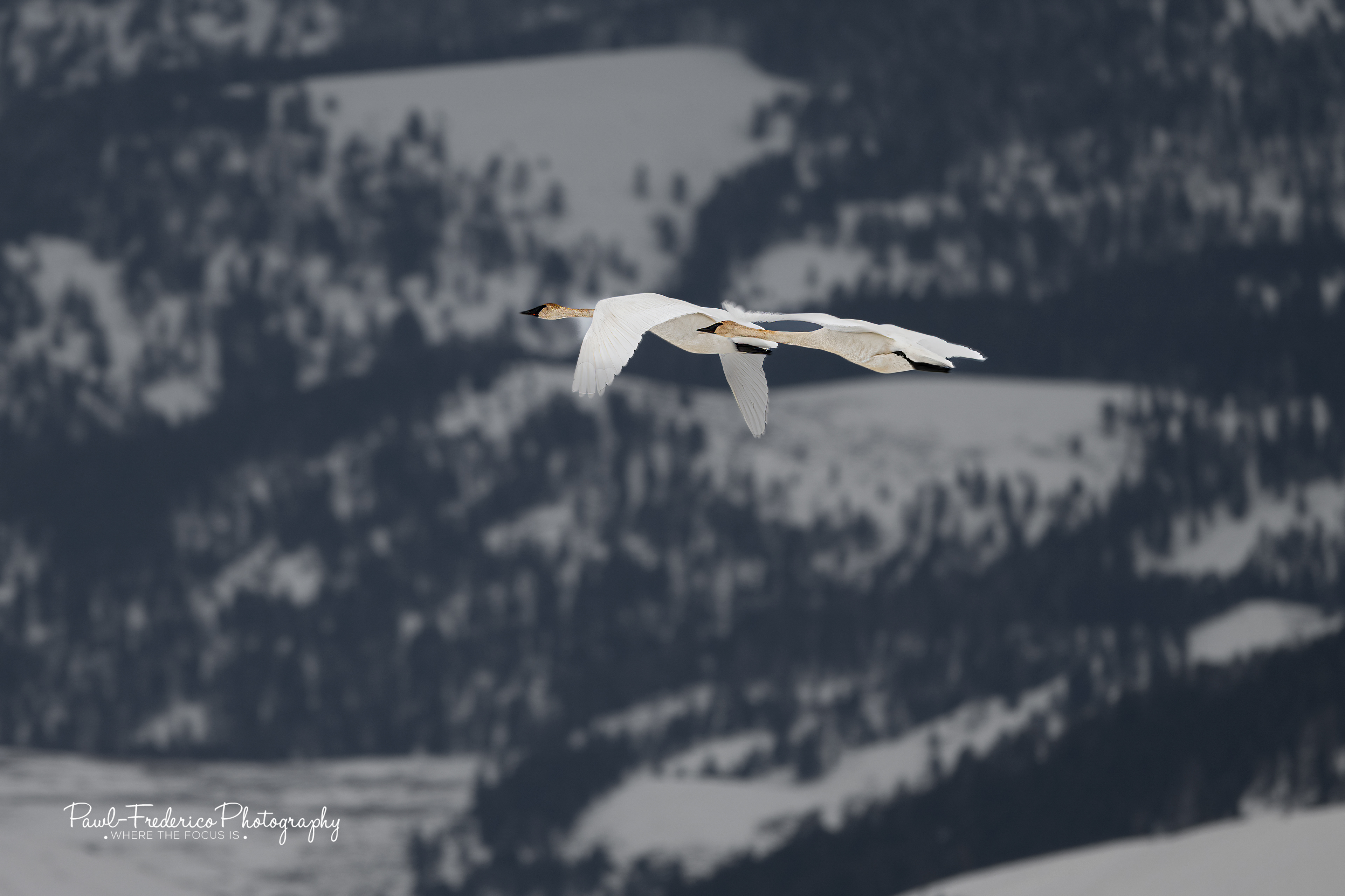 Trumpeter Swans