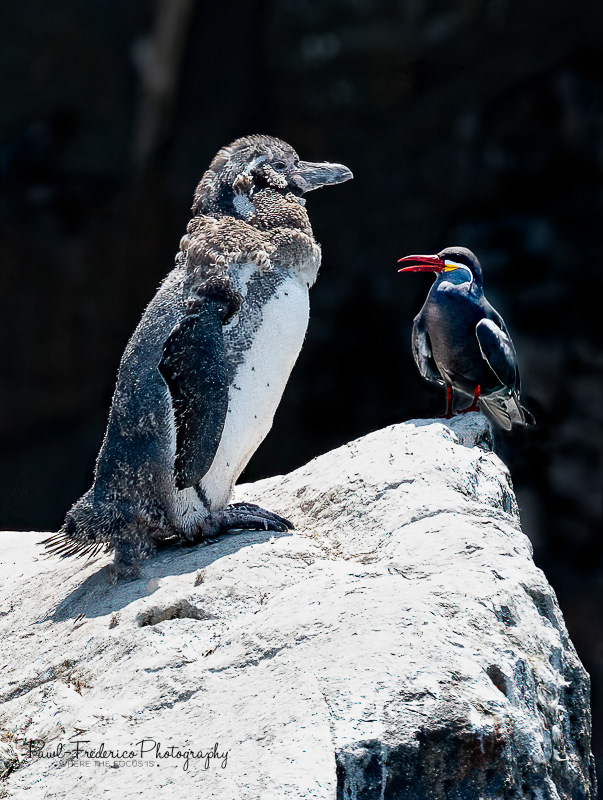 You're Not My Mom! Humboldt baby penguin and Inca Tern