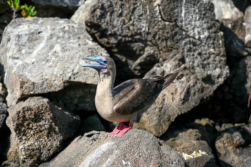 Red Footed Booby