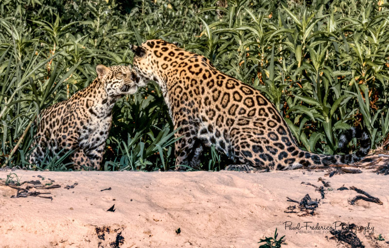 Mother and Child Jaguars Pantanal, Brazil