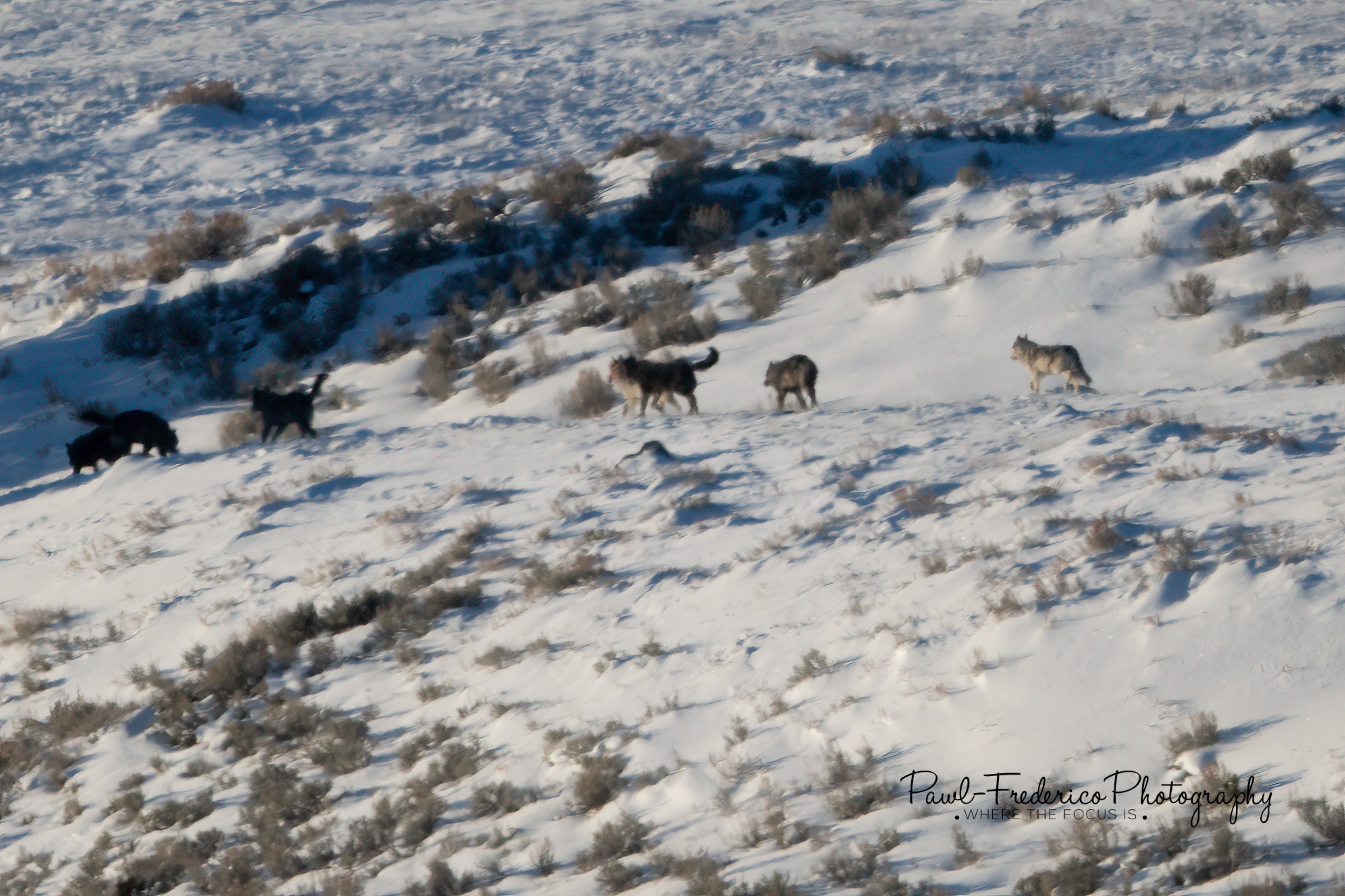 Wolf Pack
