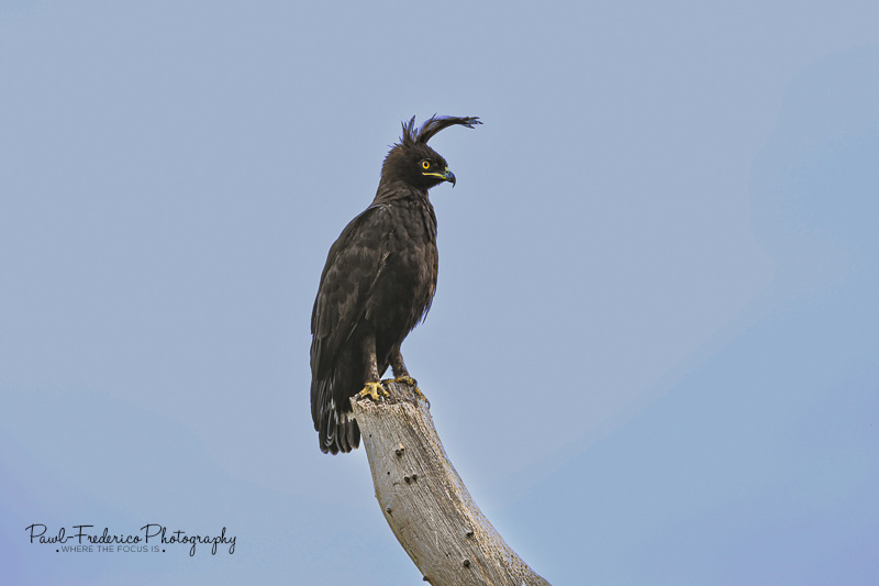 Long-crested Eagle