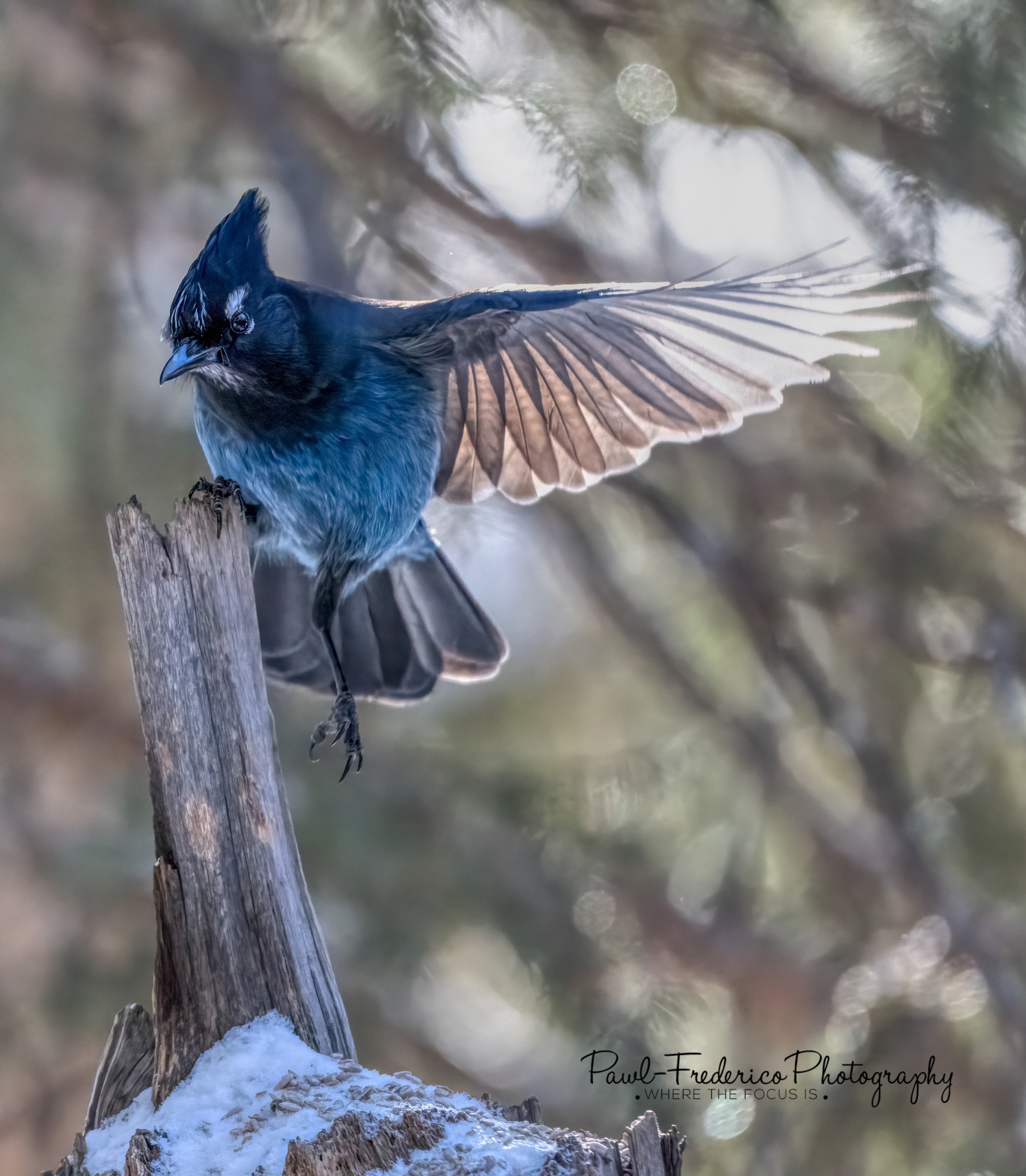 Stellar's Jay