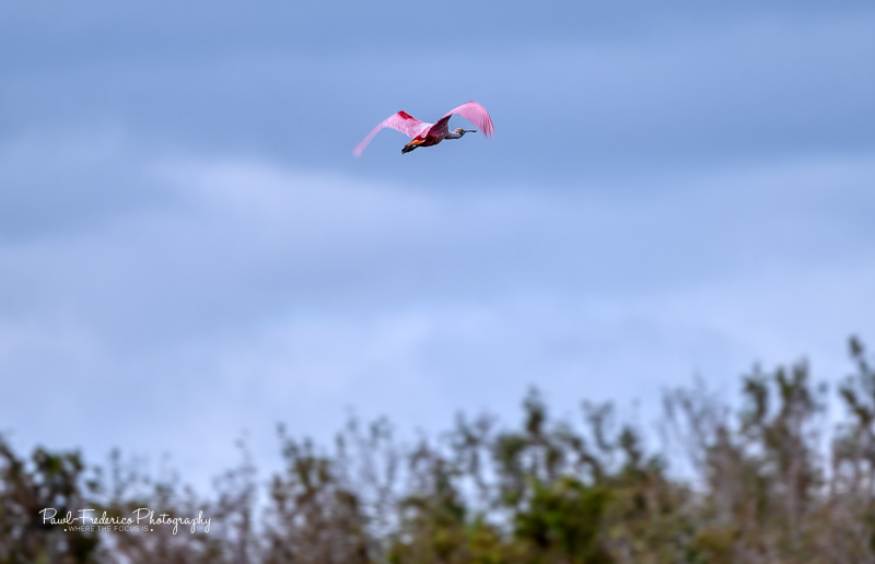 Roseate Spoonbill