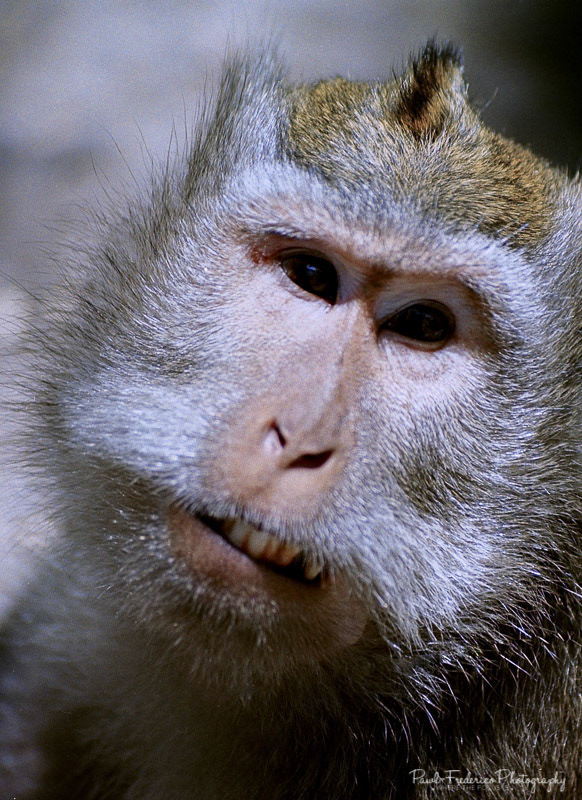 Asian Primate