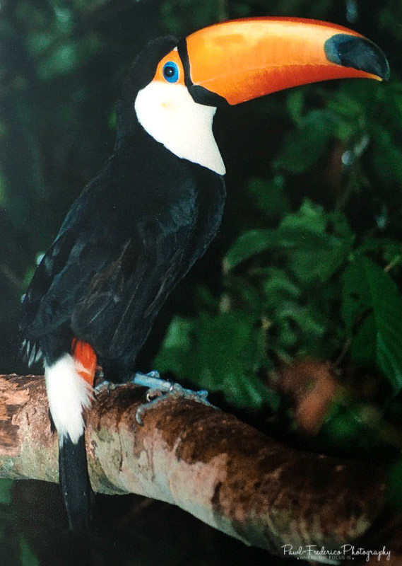 Toucan - Costa Rica