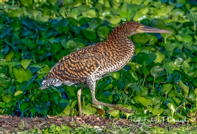 Tiger Heron Brazil