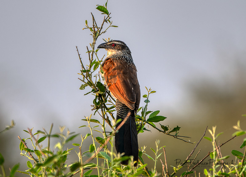 White-browed Coucal