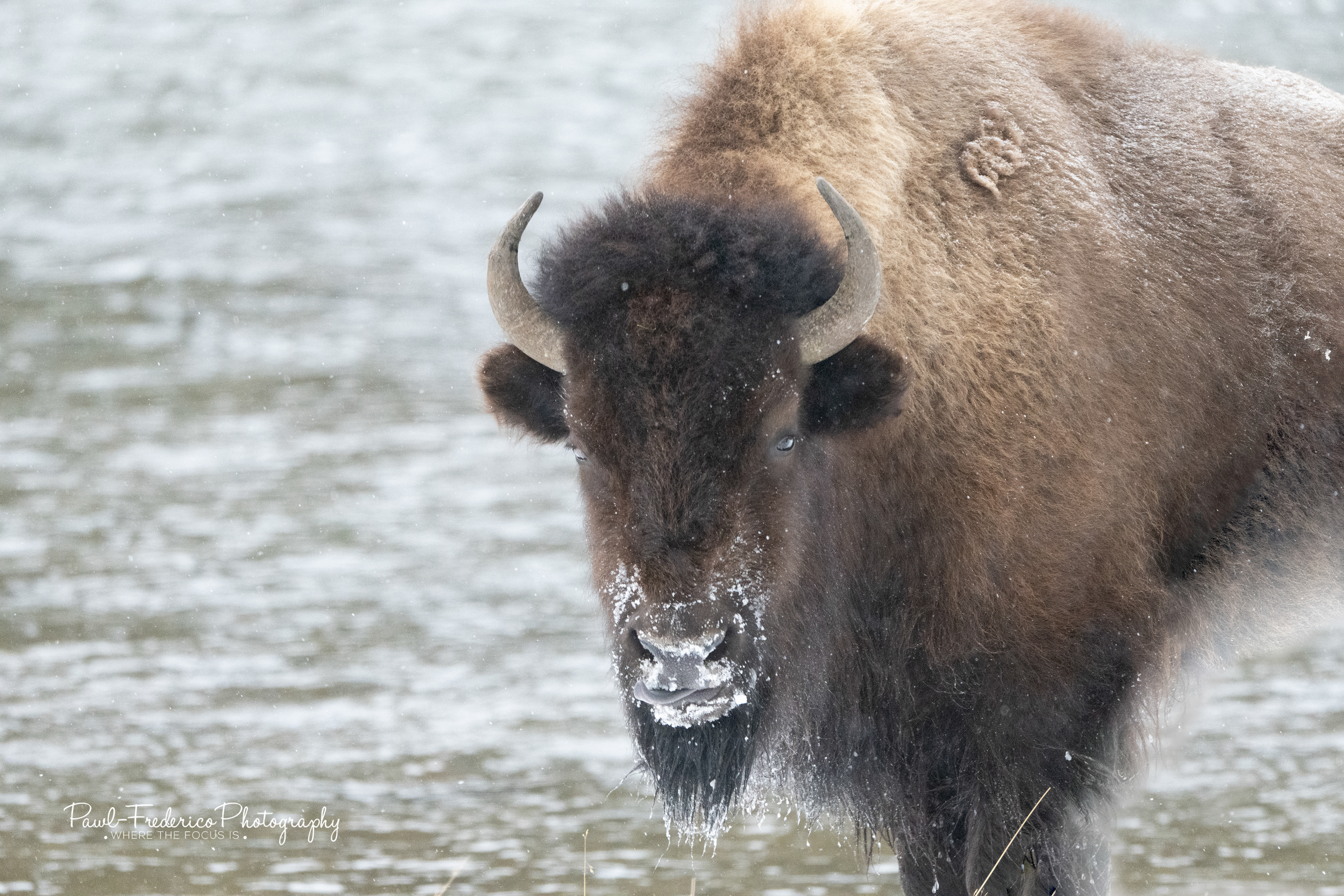 Frozen - Bison