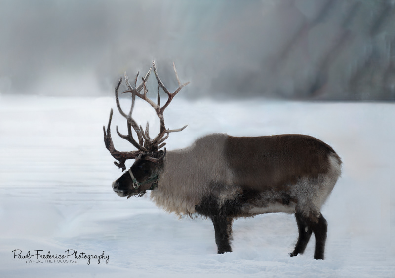 Reindeer