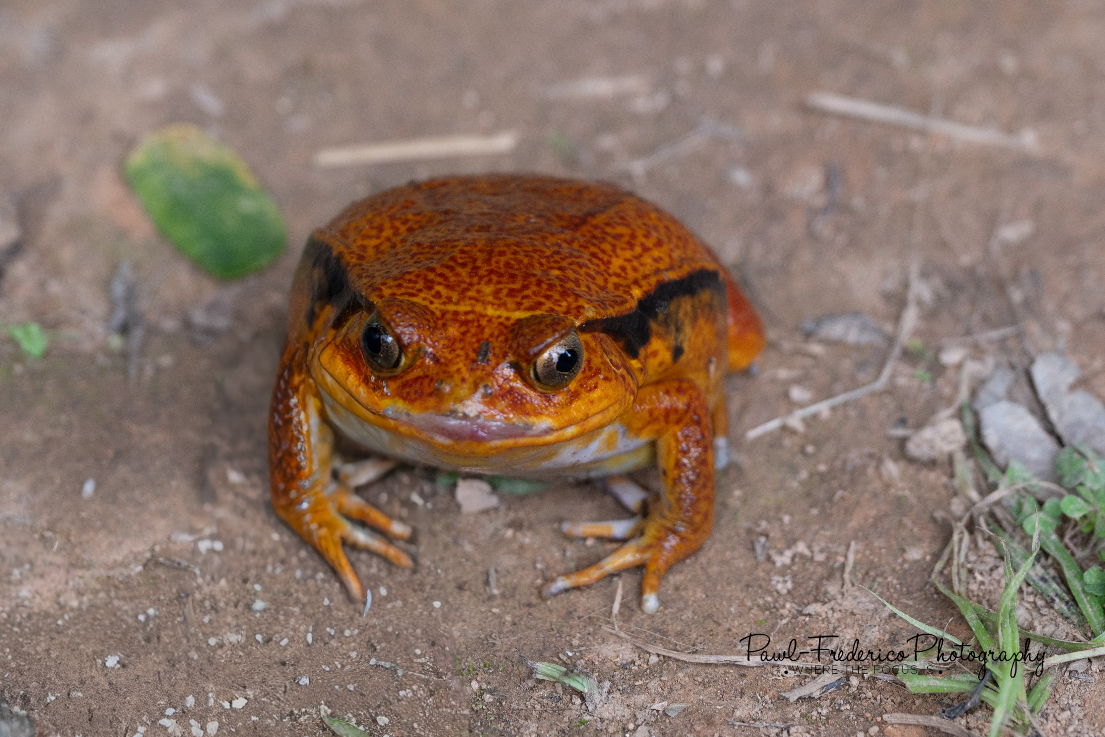 Tomato Frog - Madagascar