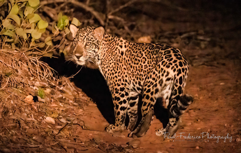 Baby Jaguar 8 1/2 months old Pantanal, Brazil