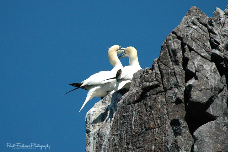 Gannets in Love - Scotland