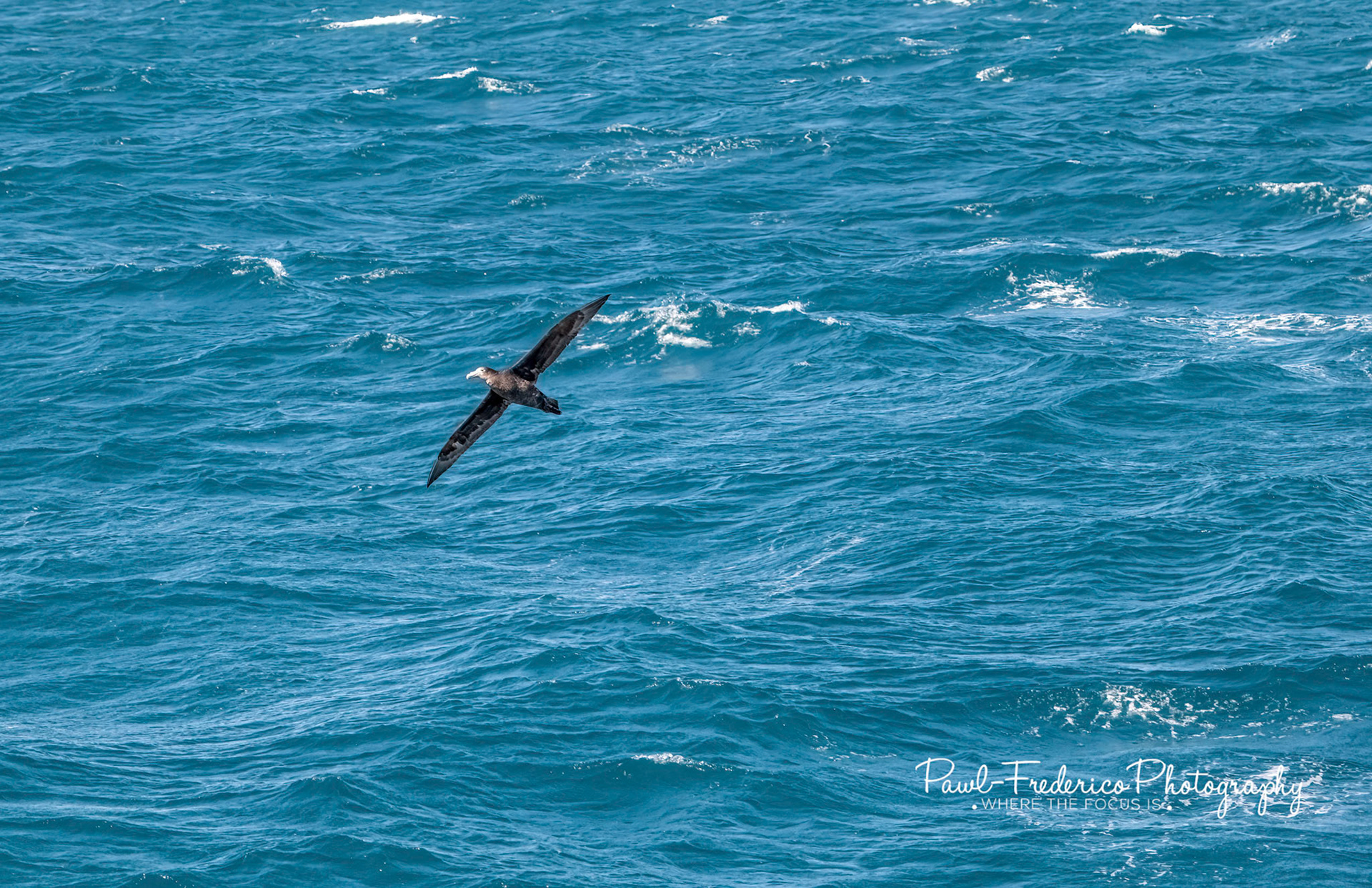 Southern Giant Petrel