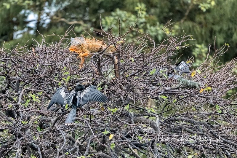 Anhinga and his buddy