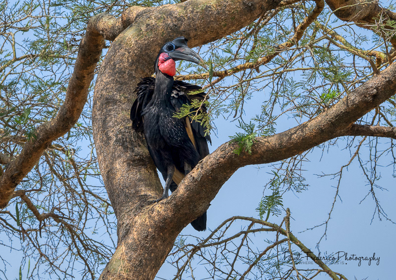 Southern Ground Hornbill