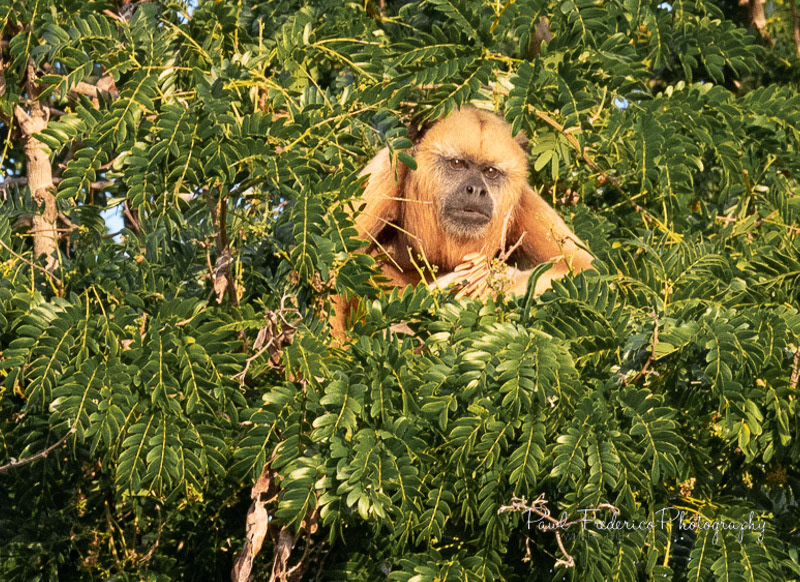 Blonde Howler Monkey Pantanal, Brazil