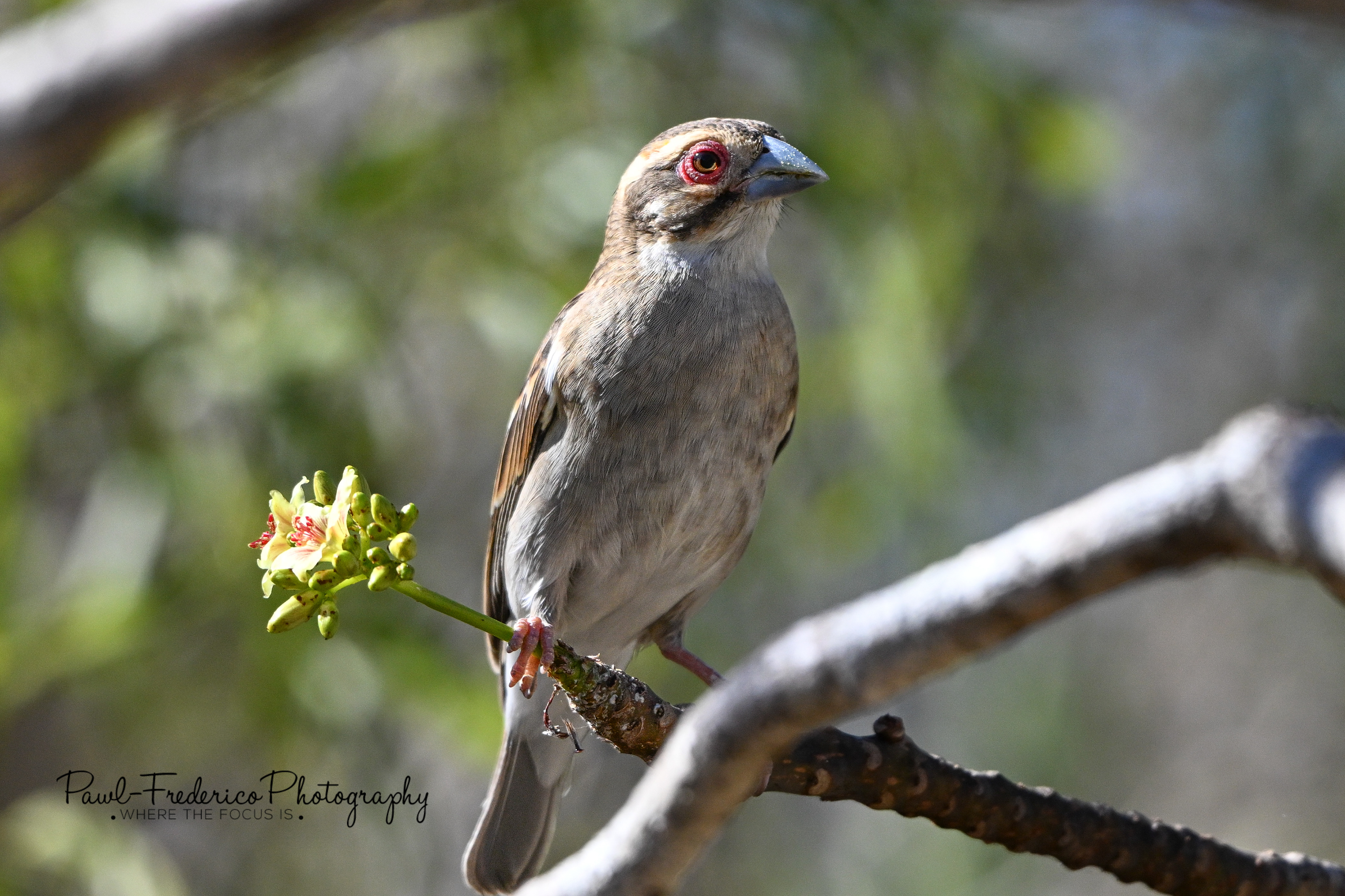 Sakalava Weaver - Madagascar